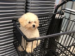 门口的保安帮忙照看小宠物-盒马鲜生(悦峰店)