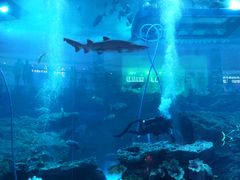 -迪拜水族馆及水下动物园