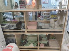 -喵宠乐园·撸猫互动·猫舍