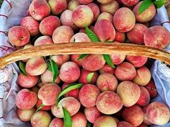 -老袁家蜜桃农场·阳山水蜜桃