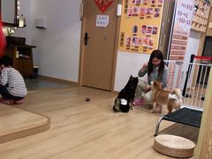 -南京Hallo宠物乐园·哈罗犬舍·柴犬繁育基地