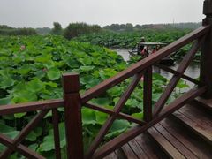 -荷塘月色湿地公园·向阳花洲