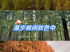 -黄海国家森林公园