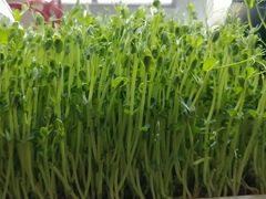 -九府羊·鲜羊火锅·烤串(新华路店)