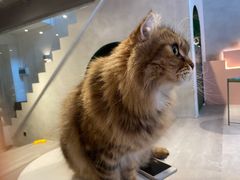 -猫儿山۰猫主题餐厅