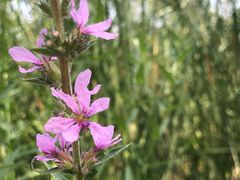 -滨河世纪广场公园