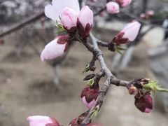 -桃花堤公园