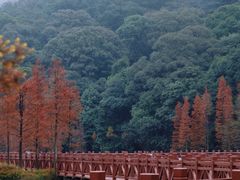 -广州市石门国家森林公园
