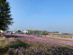 -大塘金香草谷