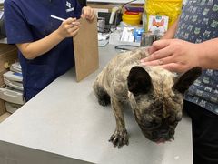 -爱侣宠医·鹦鹉专科·小型哺乳类·异宠专科(灵石路店)