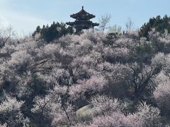 -白水寺森林公园