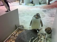 -大连圣亚海洋世界