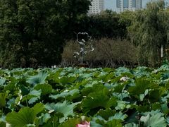 -翠湖公园