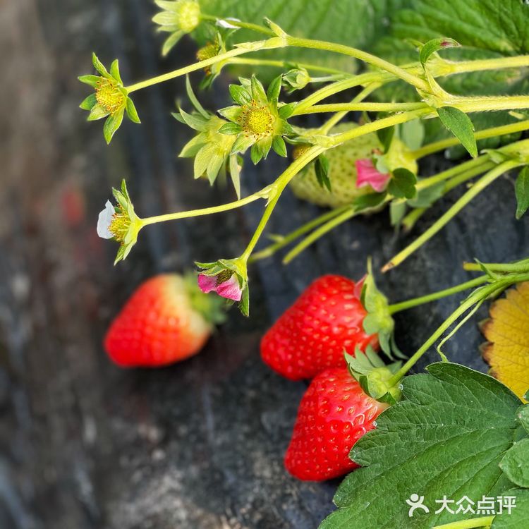 草莓🍓草莓🍓 你想我莓