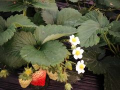 -胜丰草莓采摘园