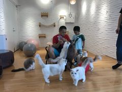 -momokira米努特·德文卷毛猫·棉花面纱犬