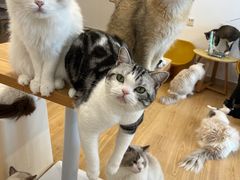 -有喵·猫咖·狗咖·30几只猫10只小狗(岗厦店)