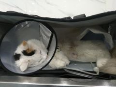 -伟伟宠物医院·CT影像中心·瑞派犬猫综合性门诊(汉口总院)