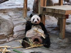 -广州长隆野生动物世界