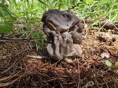 -塞罕坝国家级自然保护区