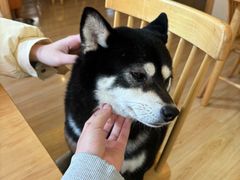 -柴の食堂·日式家庭料理·熊之肆(大学路店)