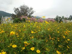-玫瑰海岸文化旅游度假区