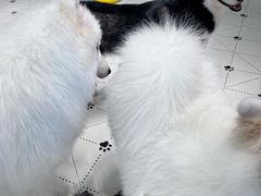 -毛绒耶耶撸宠馆·猫咖·狗咖·荷兰猪咖