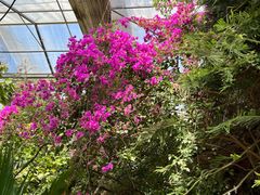-呀路古热带植物园