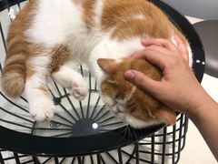 -飞行喵MR PILOT|猫舍·猫咖(静安大融城店)