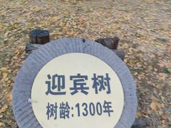 -千年银杏谷文化旅游区