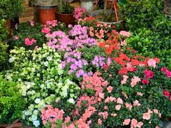 -双季花艺园艺市场(浦东店)
