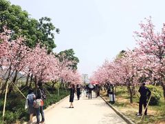 -天适樱花悠乐园