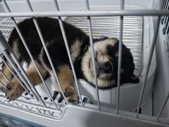 -瑞派康怡24h宠物医院·犬猫医疗中心·微创绝育(瑞景分院)
