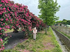 -广富林郊野公园