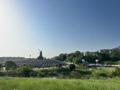 -大塘金香草谷