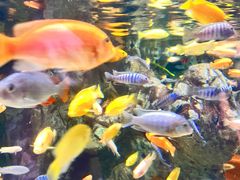 -太平洋海底世界