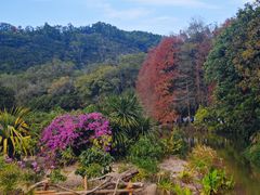 -深圳仙湖植物园
