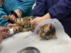 -中农国际动物医院24小时·猫科·骨科·急重症中心