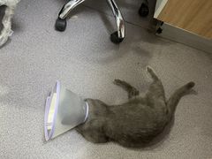 -瑞派宠物医院·犬猫全科·猫友好(宾水西道店)