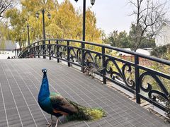 -J Create城市露营咖啡·简餐·宠物(上海动物园店)