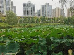 -洋湖国家湿地公园