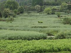 -樱桃山旅游景区