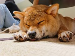 -逗柴咖啡屋·狗咖猫咖宠物桌游