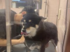 -FAELING PETS美天灵宠物(富力广场店)