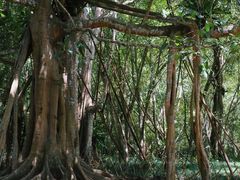 -中国科学院西双版纳热带植物园