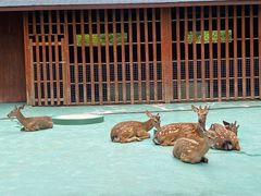-东平国家森林公园