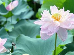 -荷塘月色湿地公园·向阳花洲