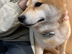 -是阿柴呀！柴犬咖啡·爱喵喵猫咖