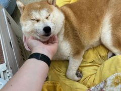 -逗柴咖啡屋·狗咖猫咖宠物桌游