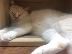 -藏猫猫咖啡主题馆(中央大道店)